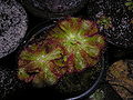 Drosera cuneifolia Darwiniana.jpg