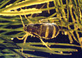 Acentria ephemerella 0002004 Crop.jpg