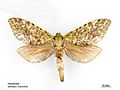 Aenetus virescens female dorsal.jpg