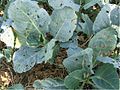 Alternaria brassicicola host symptoms4.jpg