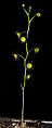 Drosera menziesii 2 Darwiniana.jpg