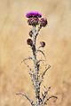 Onopordum illyricum near Holbrook NSW Australia.jpg