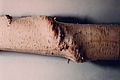 Agrilus anxius 4836021.jpg