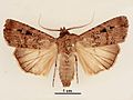 Agrotis infusa male dorsal.jpg