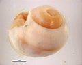 Achatina fulica embryo.png